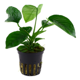 101U 卡拉榕 Anubias barteri var. caladiifolia